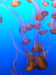 A representation of my brain on Jellyfish. I mean Jellyfish on writing. I mean...oh, nevermind!